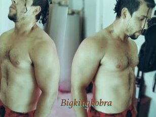 Bigkingkobra