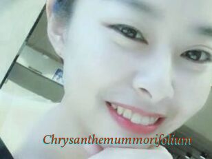 Chrysanthemummorifolium