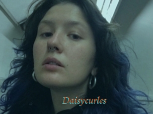 Daisycurles