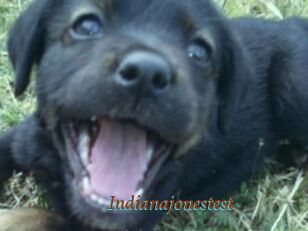 Indianajonestest