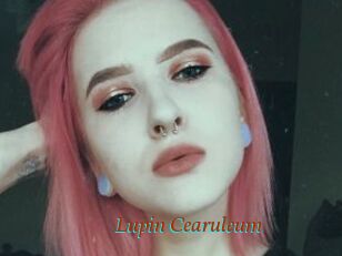 Lupin_Cearuleum