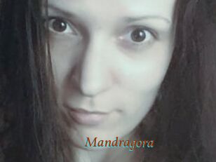 Mandragora