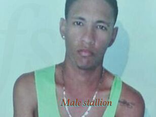 Male_stallion
