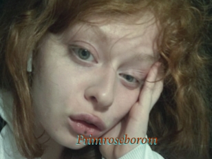 Primroseborom