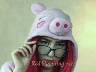 Red_blooming_rose